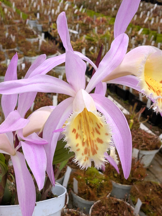 Pleione   Winter Hardy orchid
