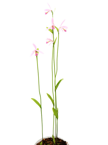Pogonia ophioglossoides