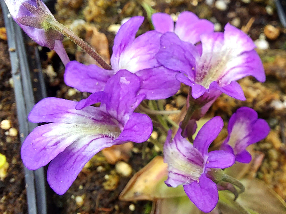 Pinguicula poldinii