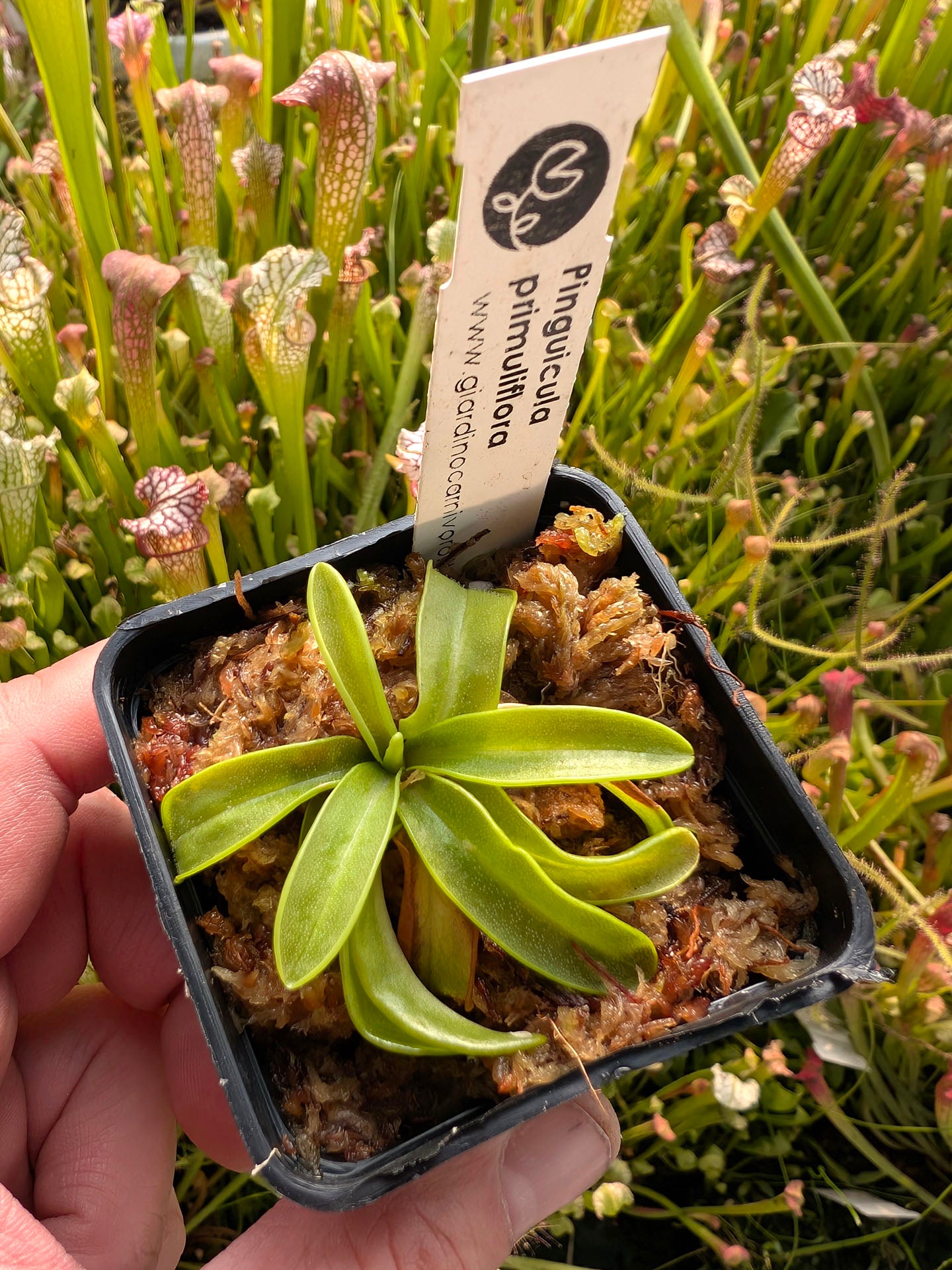 PInguicula primuliflora