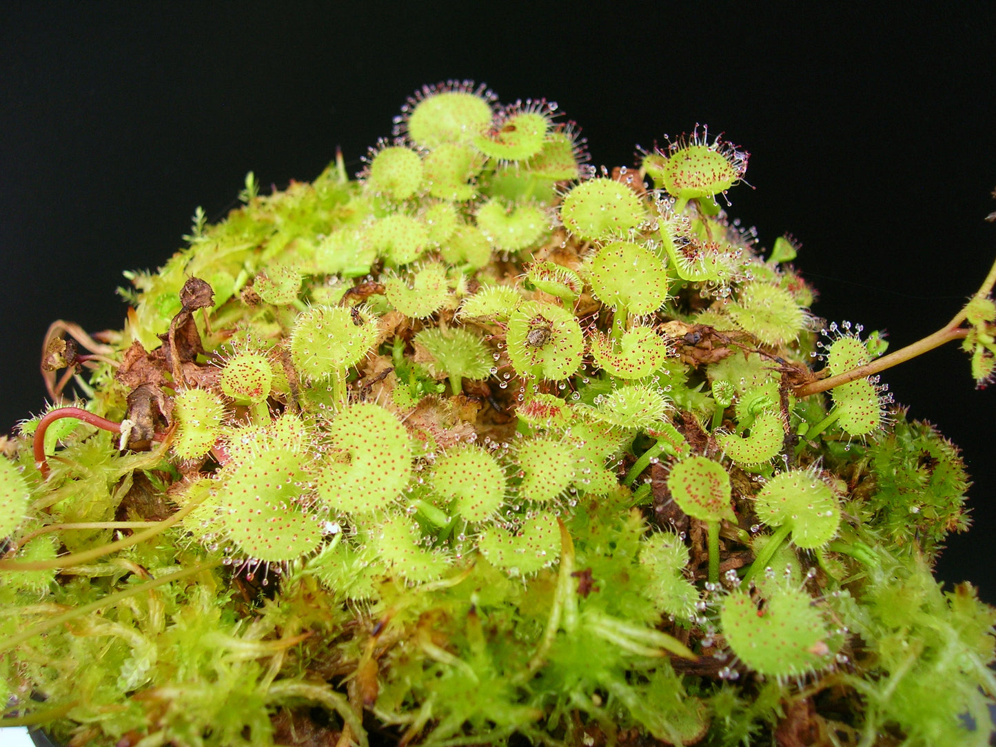 Drosera prolifera