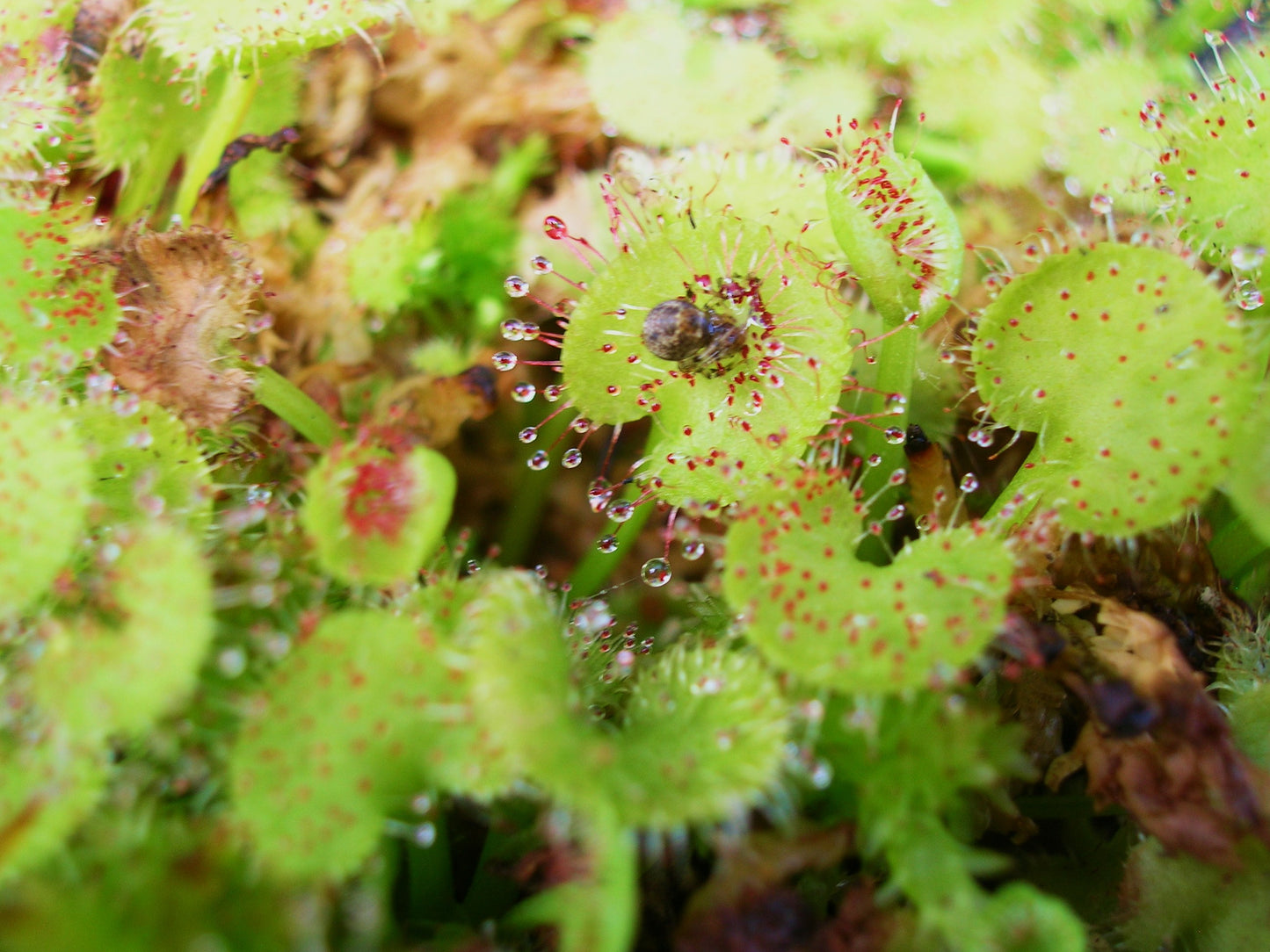 Drosera prolifera