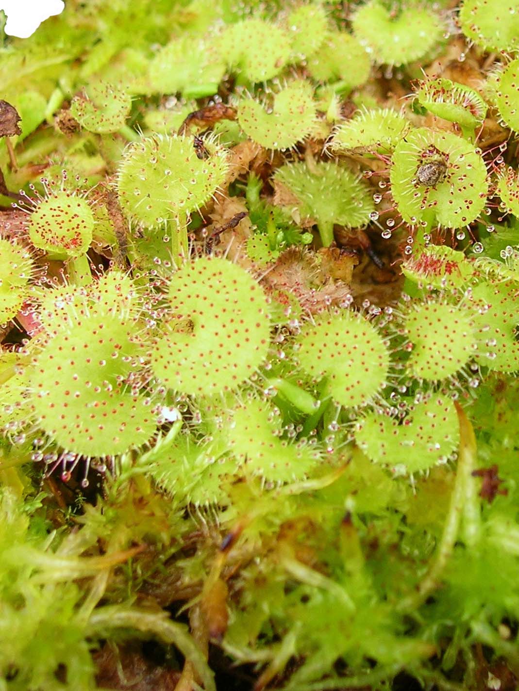 Drosera prolifera