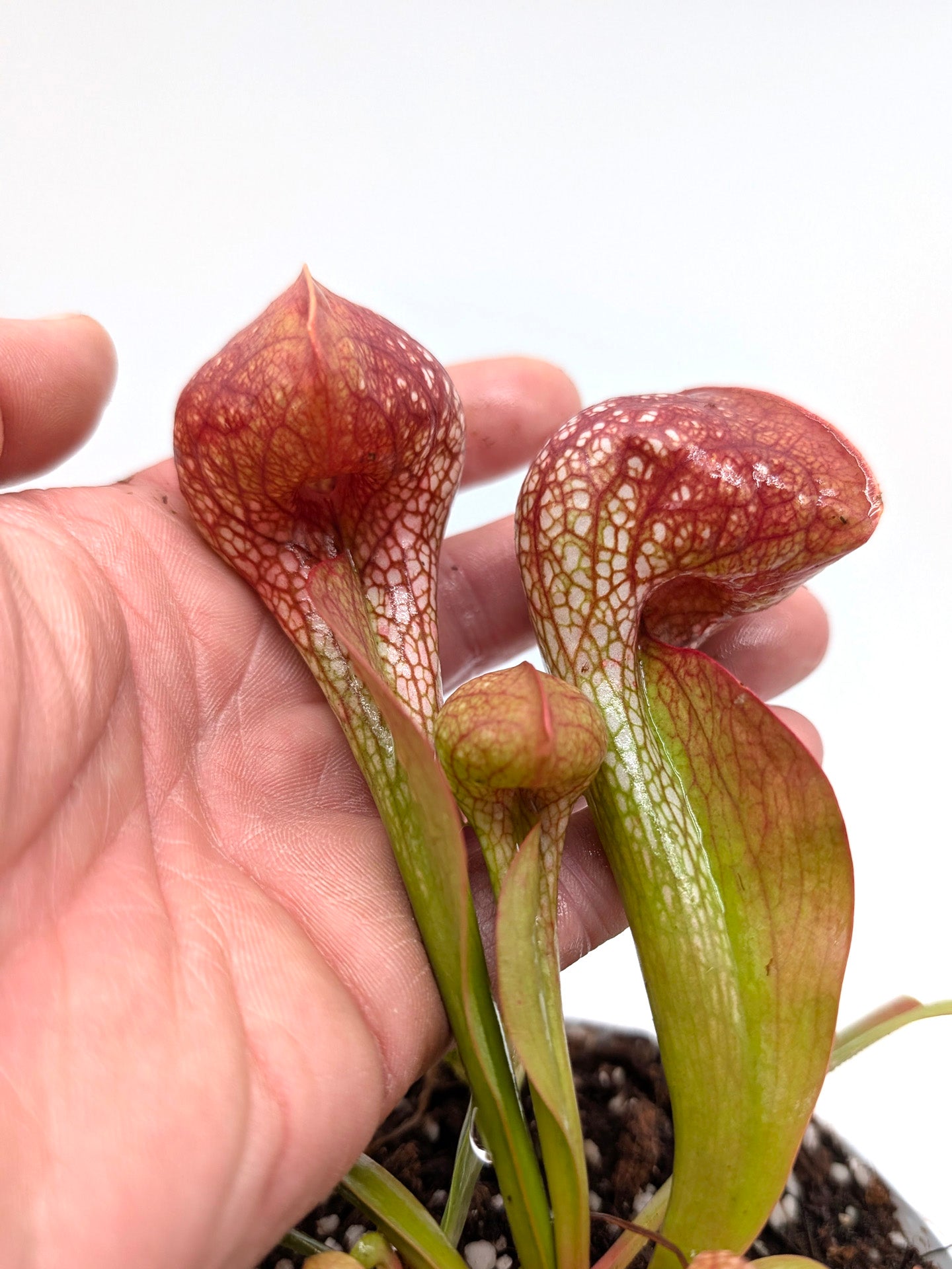 Sarracenia psittacina "Giant" BG University Hohenheim