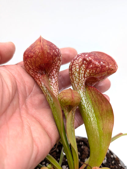 Sarracenia psittacina "Giant" BG University Hohenheim