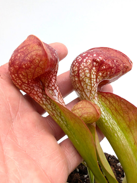Sarracenia psittacina "Giant"  BG University Hohenheim