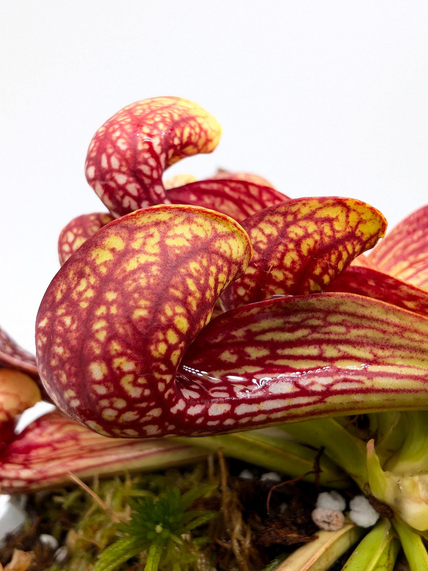 Sarracenia psittacina "Giant"  Liberty County, Sumatra