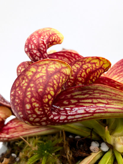 Sarracenia psittacina "Giant"  Liberty County, Sumatra