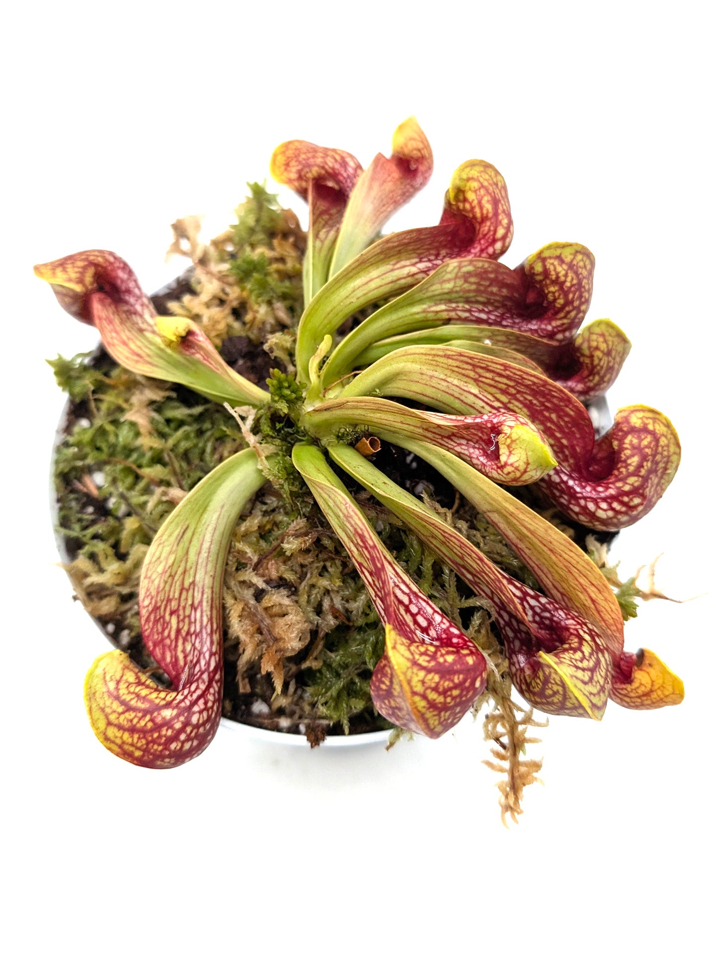 Sarracenia psittacina var. okefenokeensis Liberty Co. Very large traps