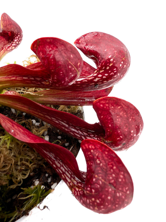 Sarracenia psittacina var. okefenokeensis  "All Red" Yellow River, FL