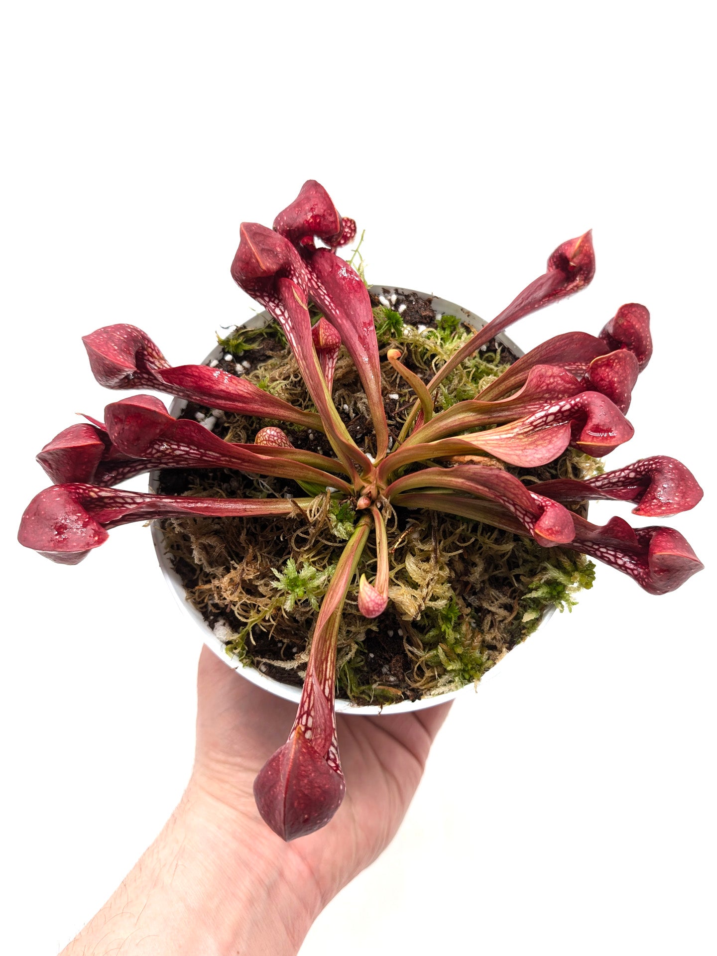 Sarracenia psittacina var. okefenokeensis "All Red" Yellow River, FL