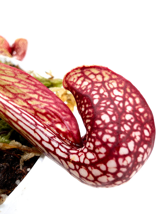 Sarracenia psittacina var. okefenokeensis Bay Co. FL