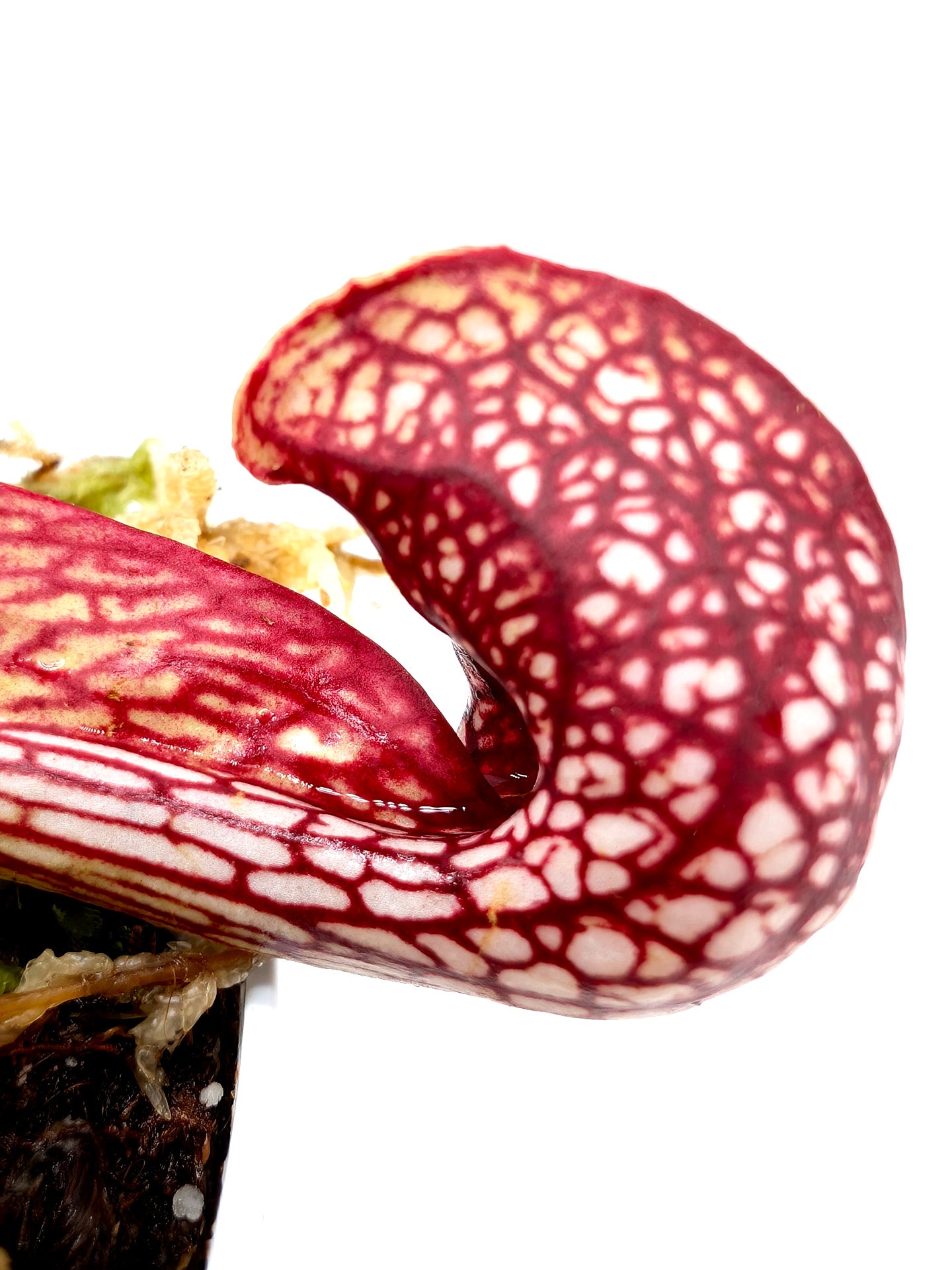 Sarracenia psittacina var. okefenokeensis Bay Co. FL