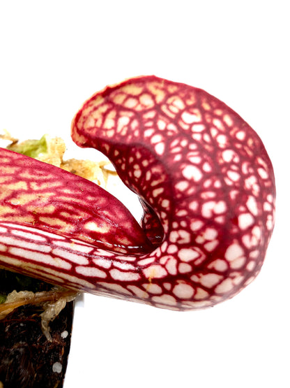 Sarracenia psittacina var. okefenokeensis Bay Co. FL
