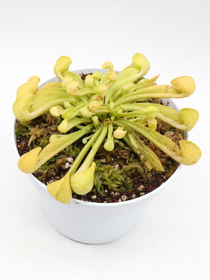 Sarracenia psittacina  var. okefenokeensis f. viridescens "Giant All Green" Sandy Creek