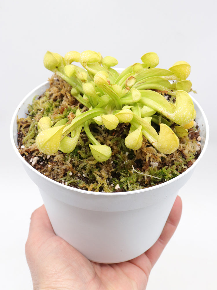 Sarracenia psittacina  var. okefenokeensis f. viridescens "Giant All Green" Sandy Creek