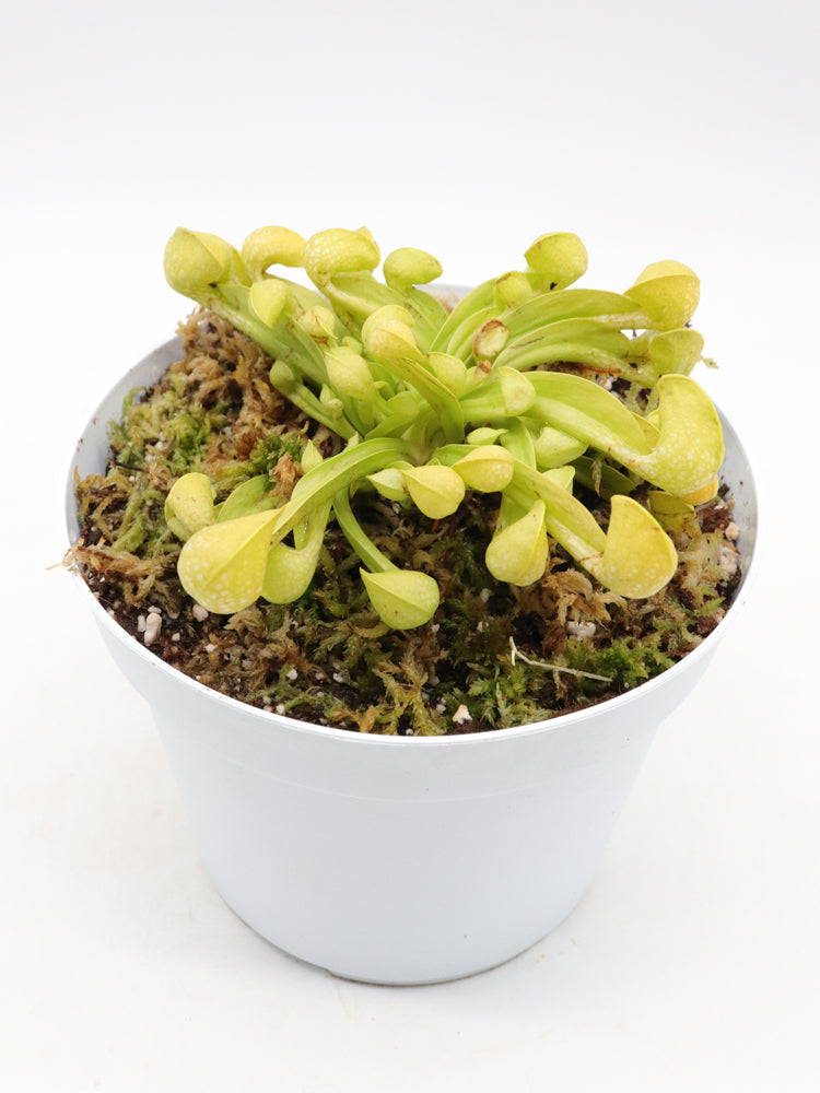 Sarracenia psittacina  var. okefenokeensis f. viridescens "Giant All Green" Sandy Creek