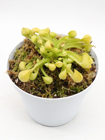 Sarracenia psittacina  var. okefenokeensis f. viridescens "Giant All Green" Sandy Creek