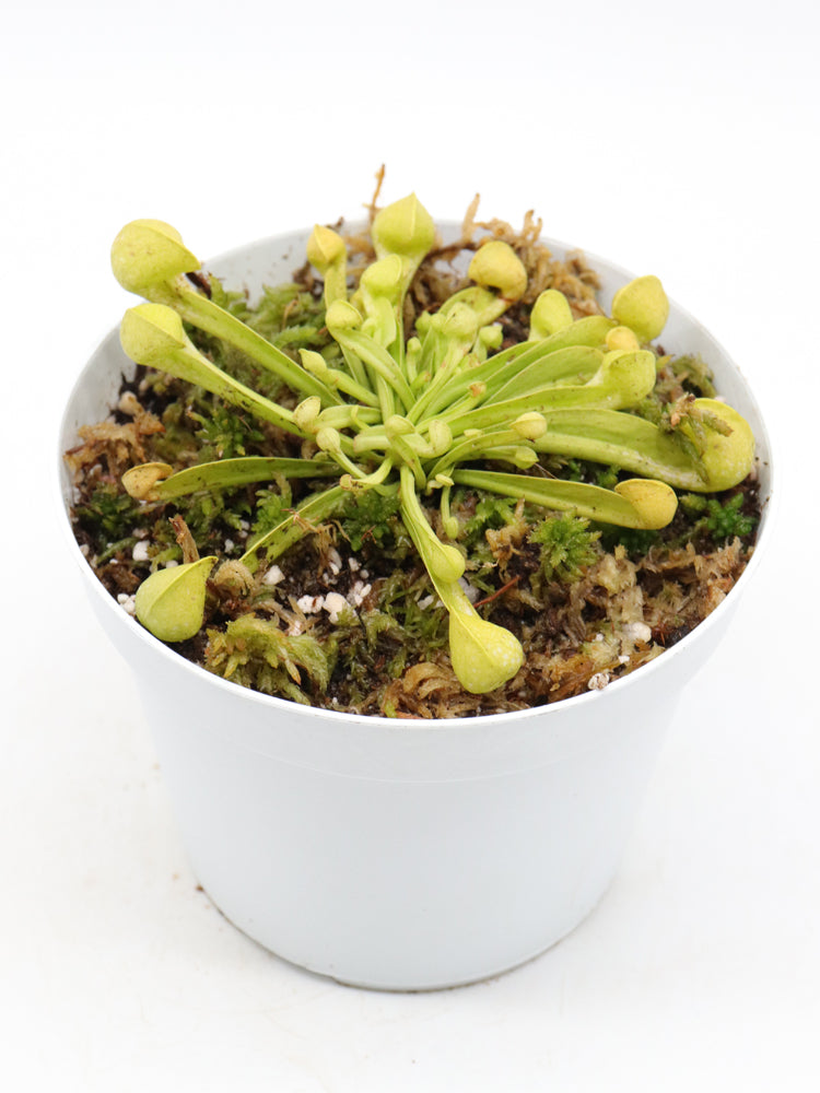Sarracenia psittacina  var. okefenokeensis f. viridescens "Giant All Green" Sandy Creek