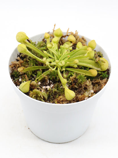 Sarracenia psittacina  var. okefenokeensis f. viridescens "Giant All Green" Sandy Creek