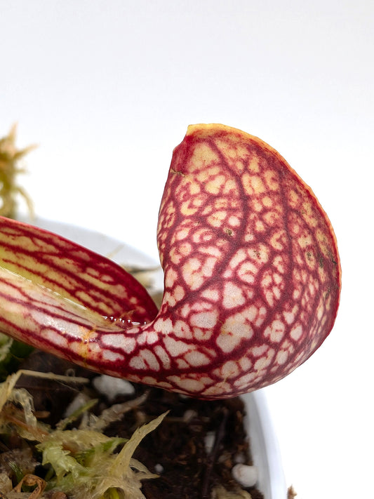 Sarracenia psittacina var. okefenokeensis  "Lee's Botanical Gardens" Clone 2
