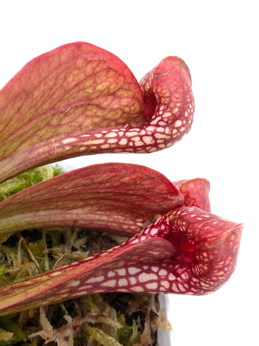 Sarracenia psittacina var. okefenokeensis Sandy Creek Road Seedgrown