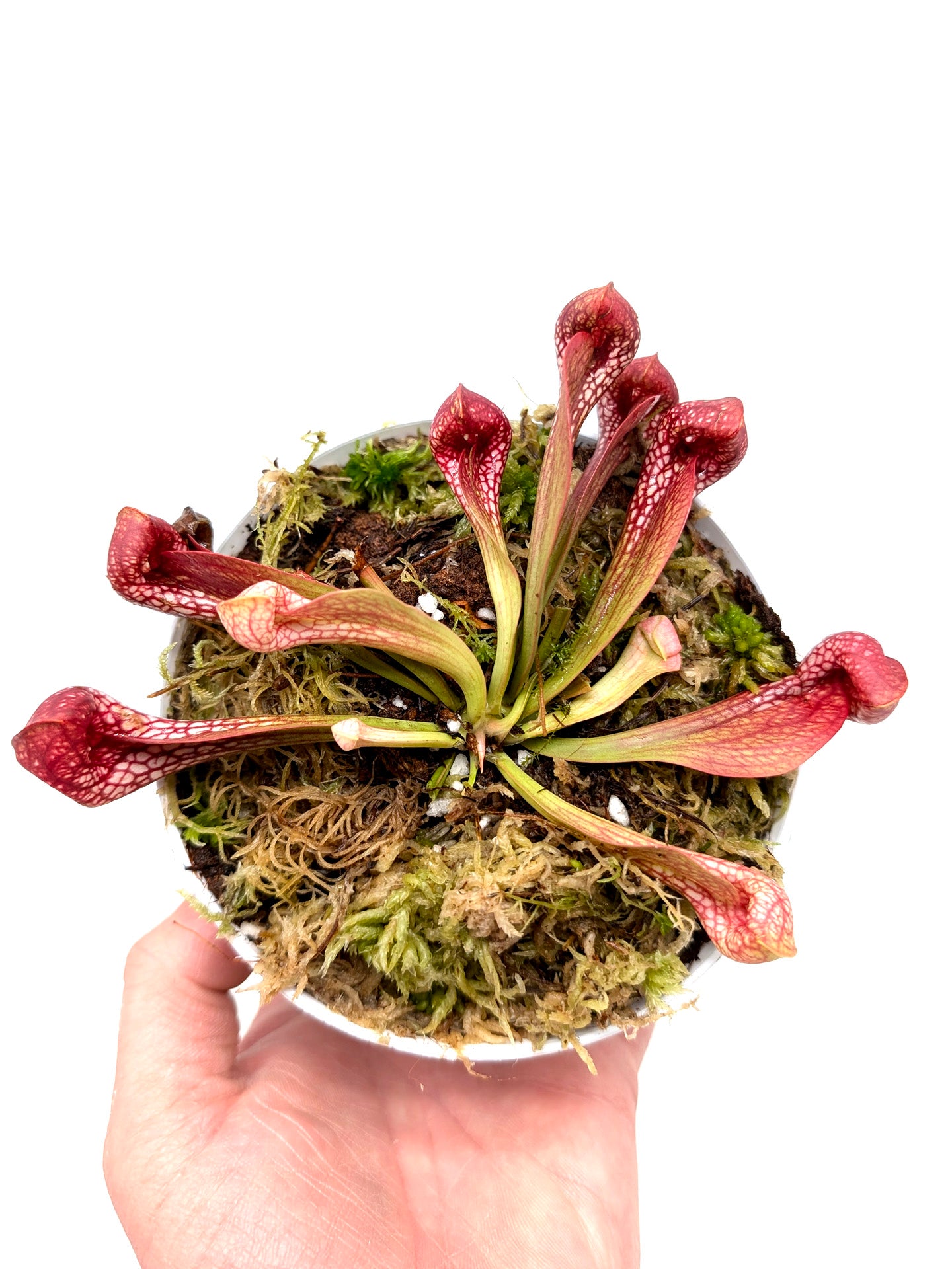 Sarracenia psittacina var. okefenokeensis Sandy Creek Road Seedgrown