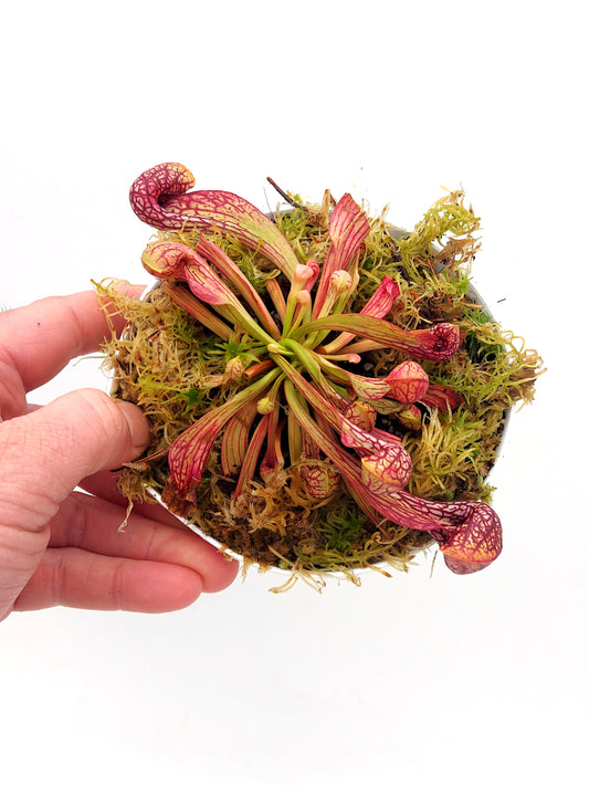 Sarracenia psittacina  "Orange flower"