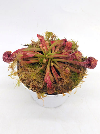 Sarracenia psittacina „Orangenblüte“