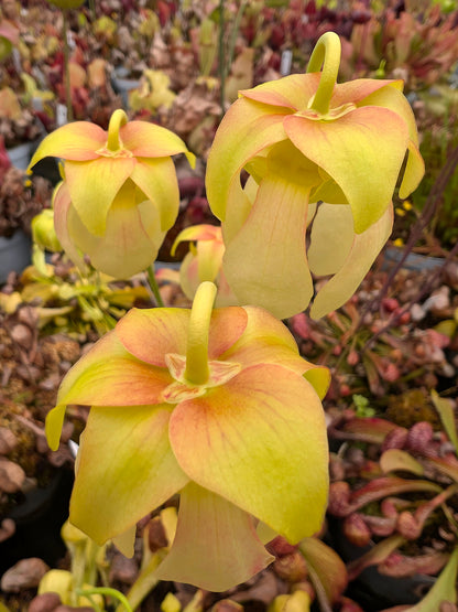Sarracenia psittacina "Orange flower"