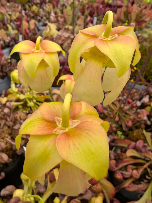 Sarracenia psittacina  "Orange flower"