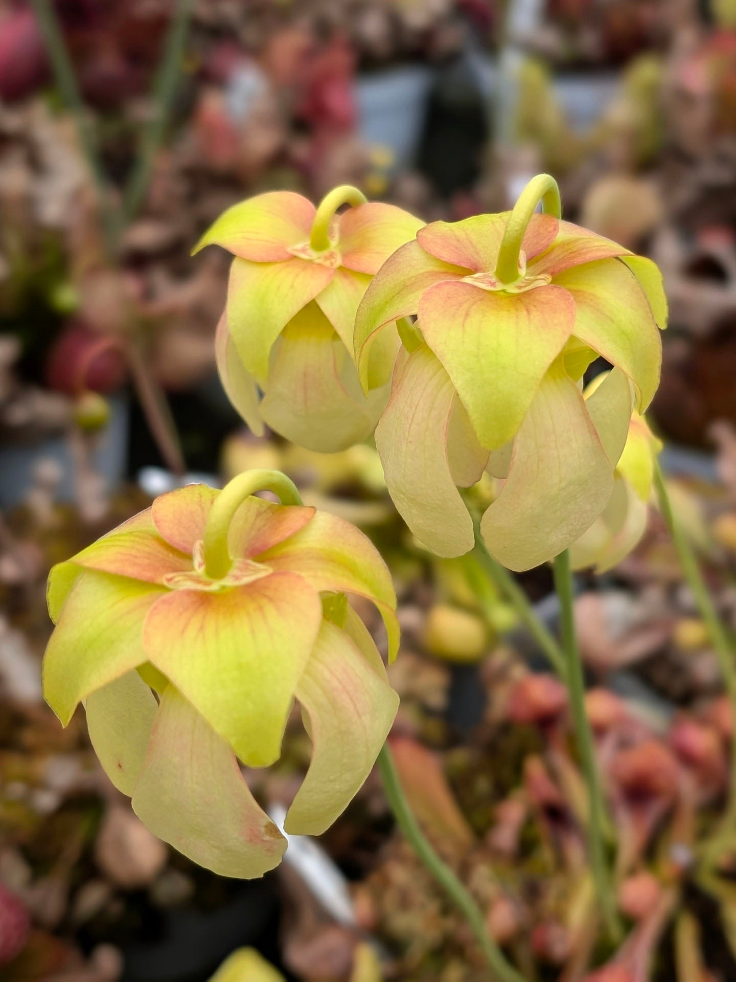 Sarracenia psittacina "Orange flower"