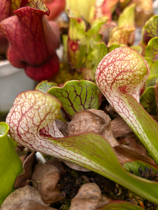Sarracenia psittacina  Santa Rosa Co.   GC Selection 3