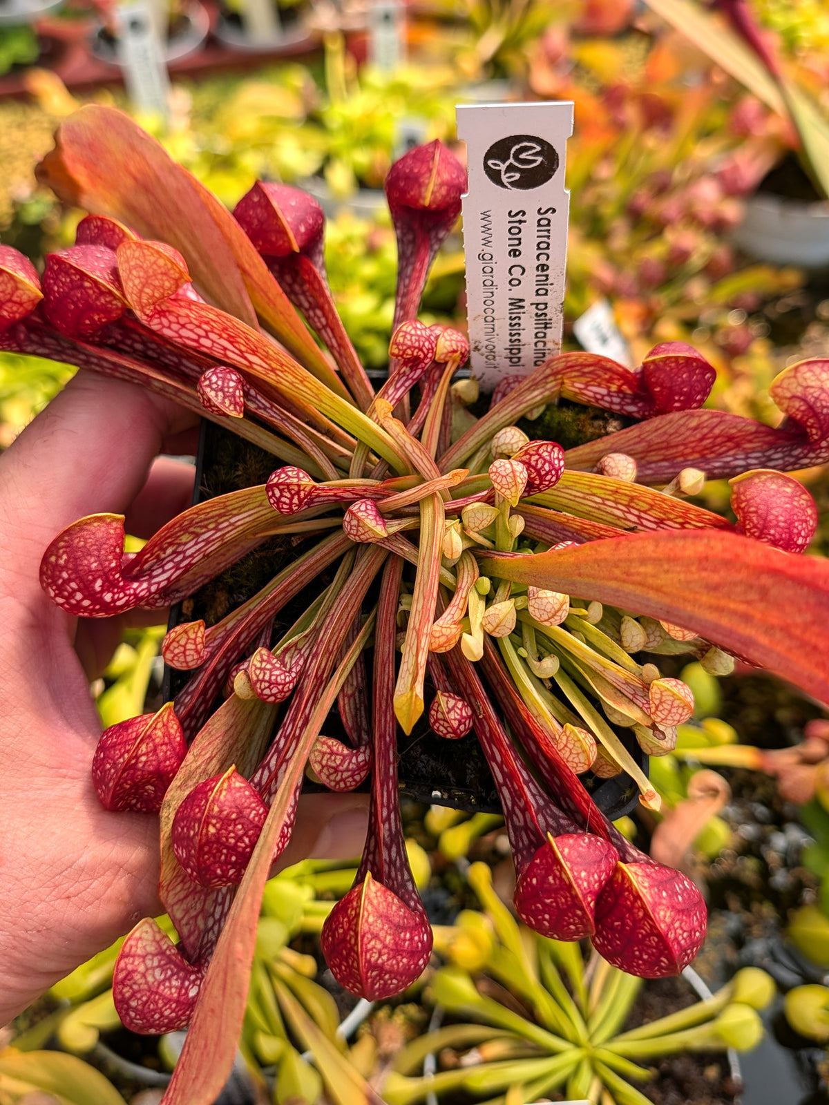 Sarracenia psittacina Stone Co. Mississippi