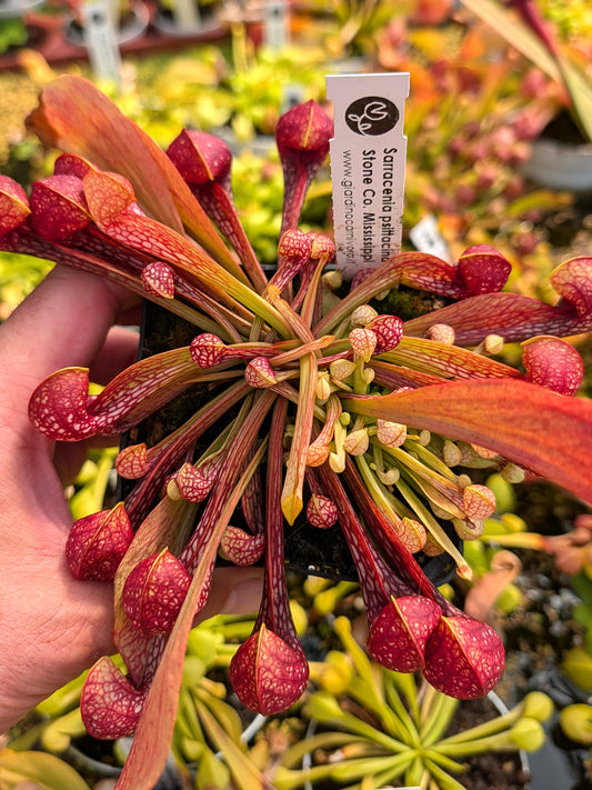 Sarracenia psittacina Stone Co. Mississippi