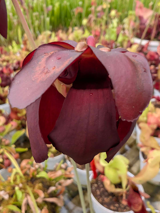 Sarracenia psittacina "Black Flower"