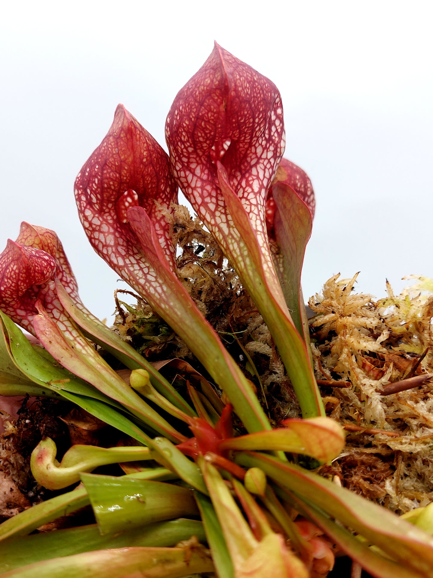 Sarracenia psittacina "Giant"  BG University Hohenheim