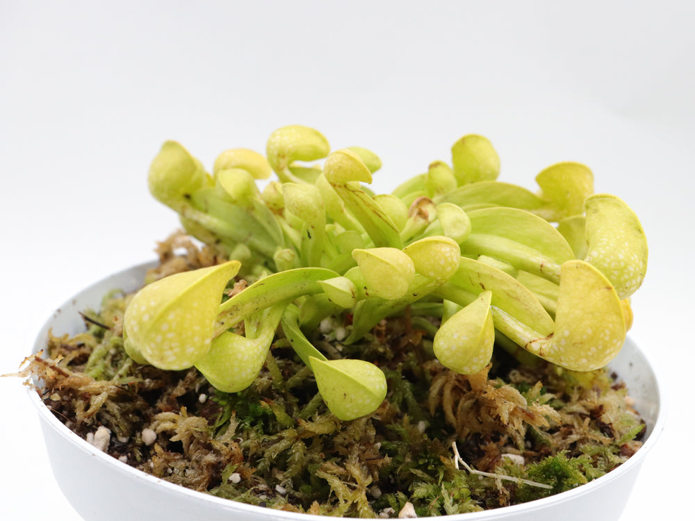 Sarracenia psittacina  f. viridescens  Dead Lakes National Park, Wewahitchka