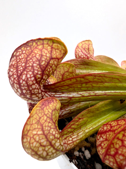 Sarracenia psittacina var. okefenokeensis "Reddish Giant"  X3 Klein