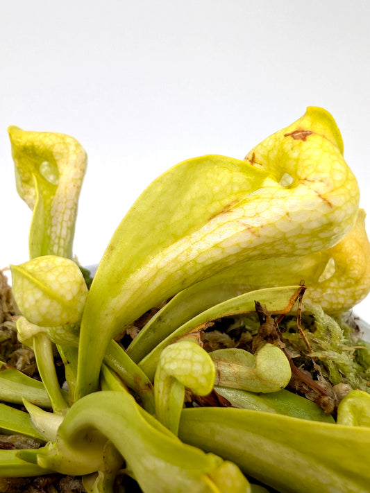 Sarracenia psittacina  var. okefenokeensis f. viridescens "Giant All Green" Sandy Creek