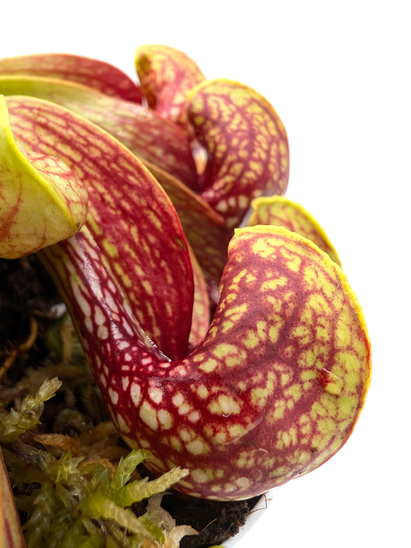 Sarracenia psittacina var. okefenokeensis Liberty Co. Very large traps