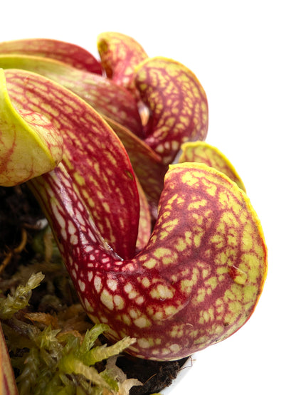 Sarracenia psittacina var. okefenokeensis Liberty Co. Very large traps