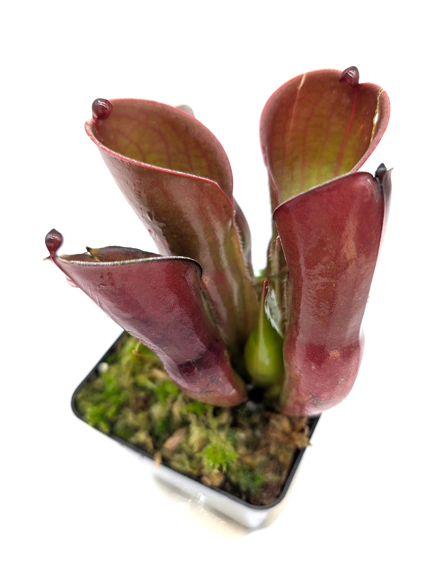 Heliamphora pulchella Amuri Tepui, Venezuela