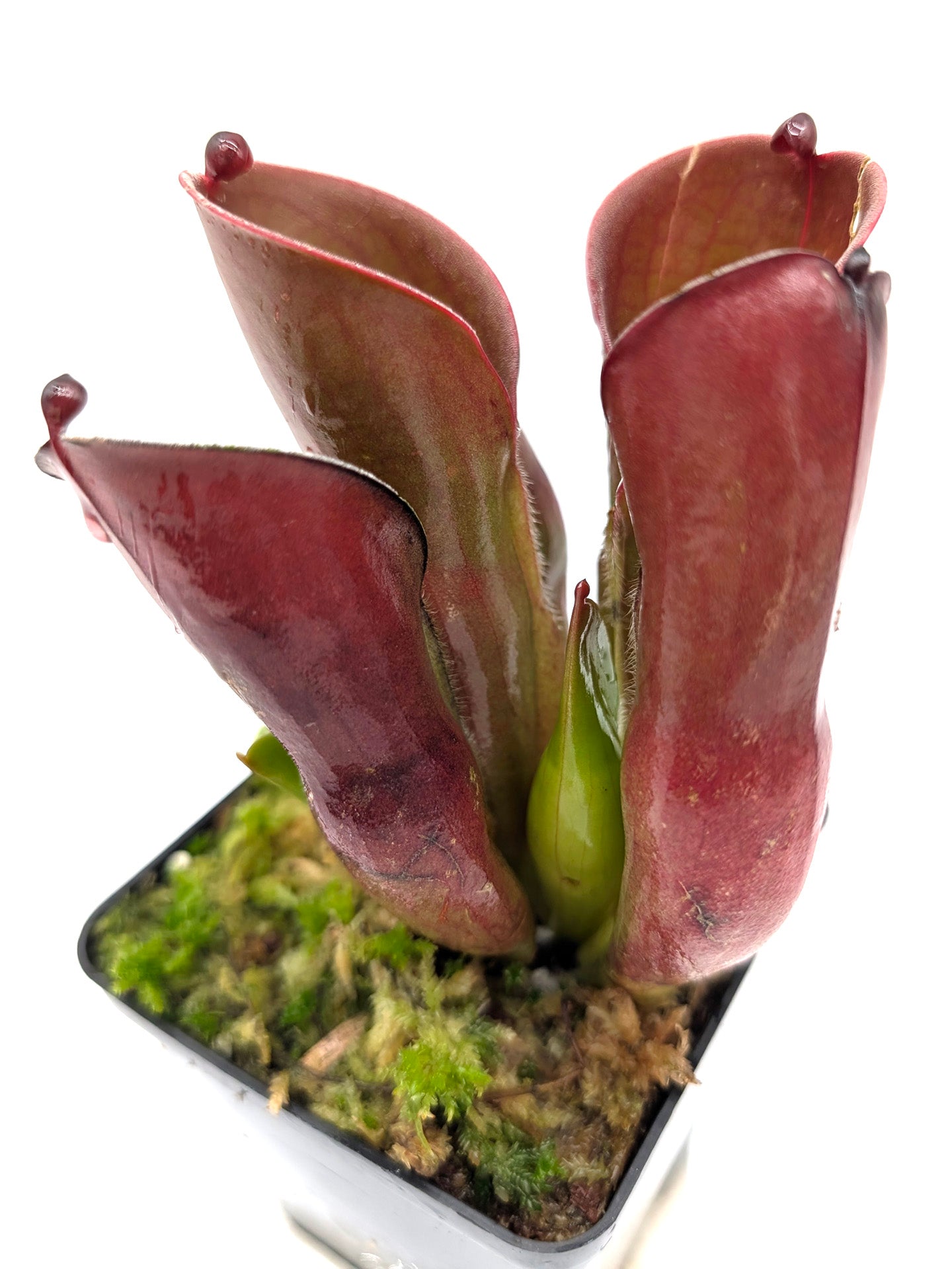 Heliamphora pulchella Amuri Tepui, Venezuela