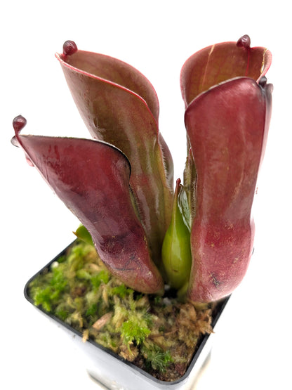 Heliamphora pulchella Amuri Tepui, Venezuela