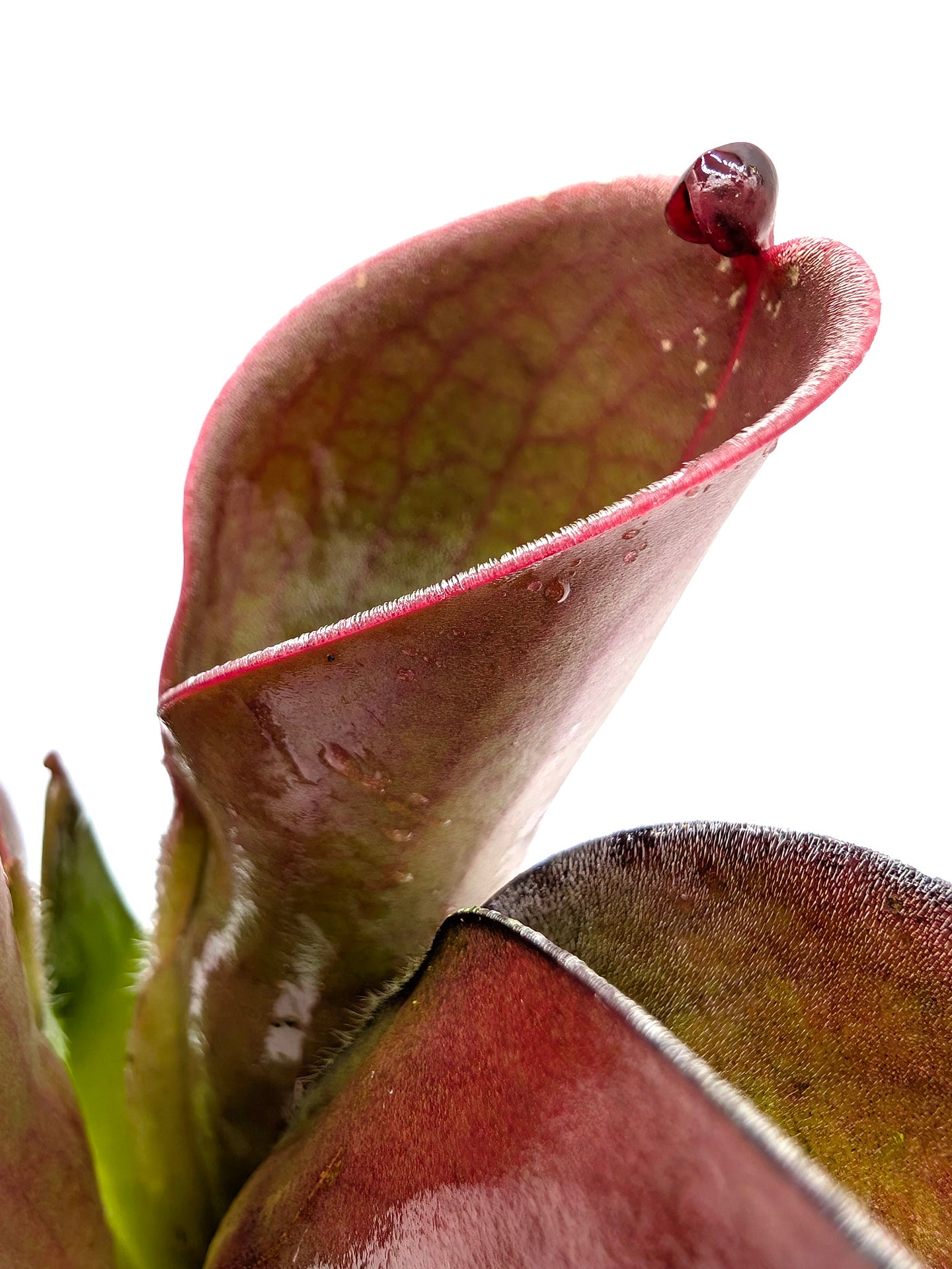 Heliamphora pulchella Amuri Tepui, Venezuela