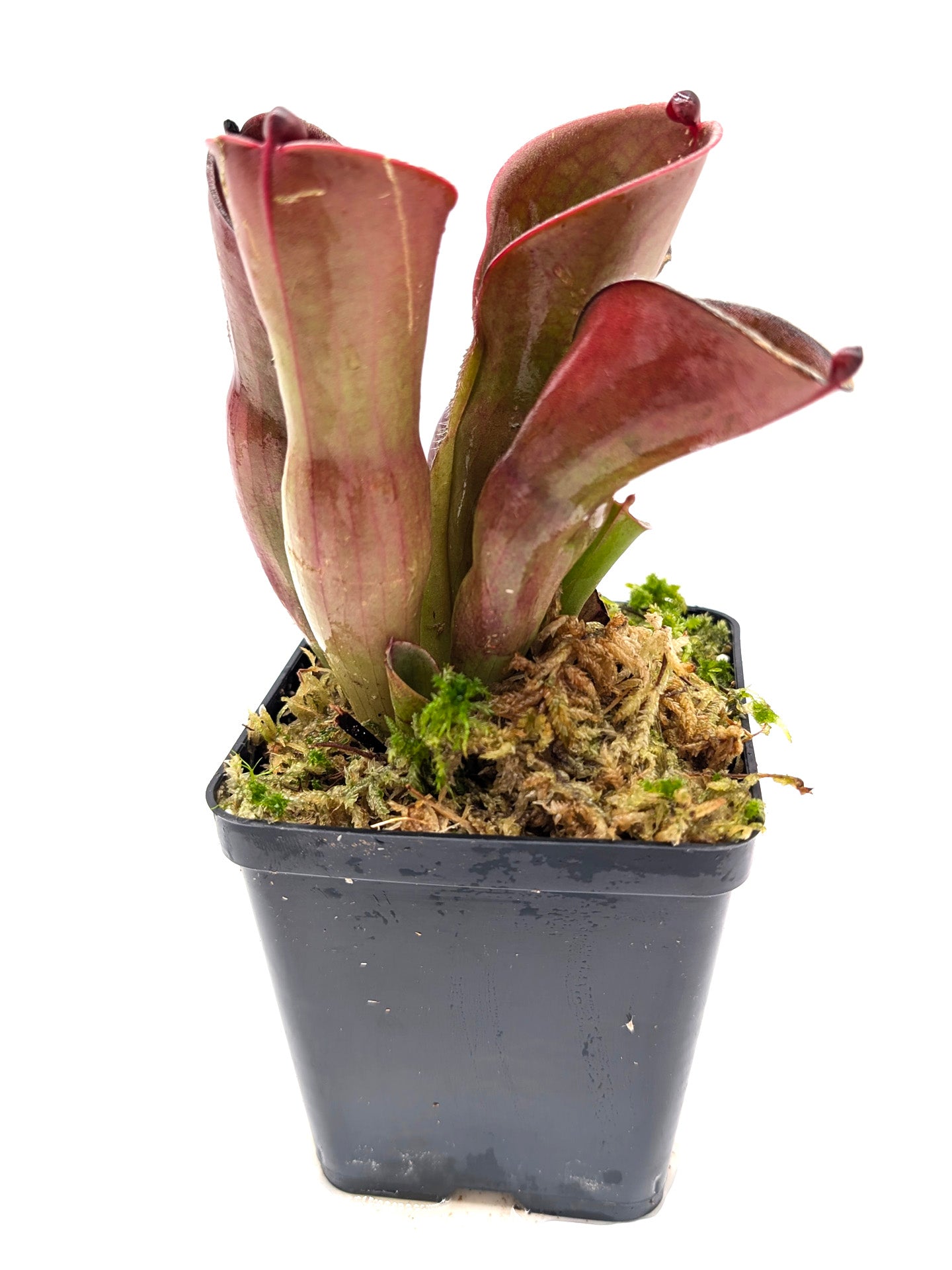 Heliamphora pulchella Amuri Tepui, Venezuela