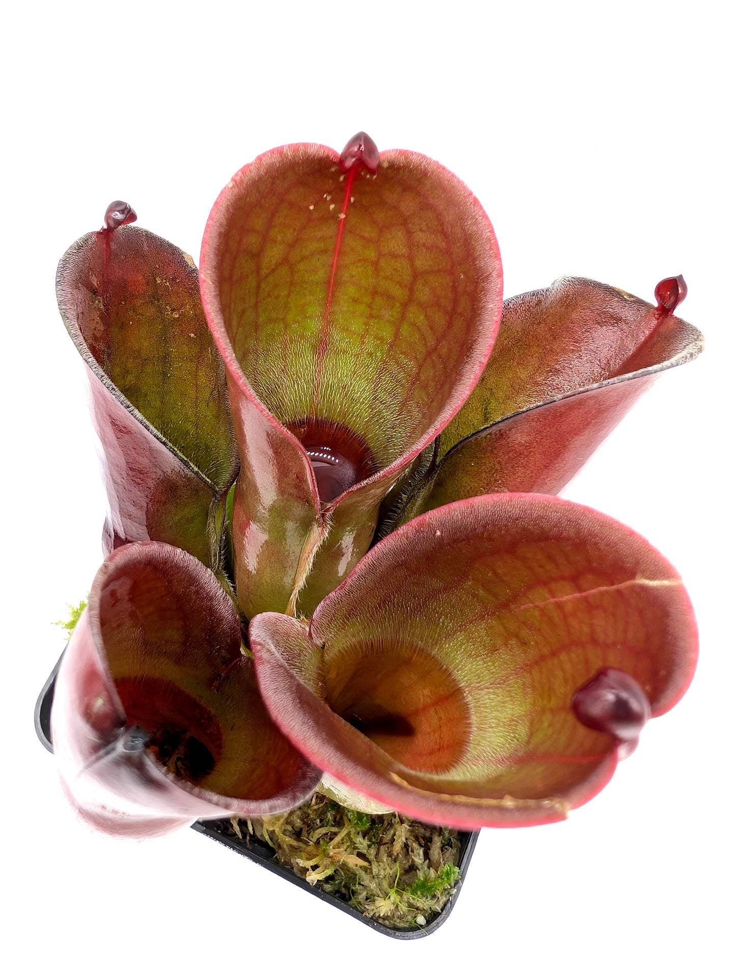 Heliamphora pulchella Amuri Tepui, Venezuela