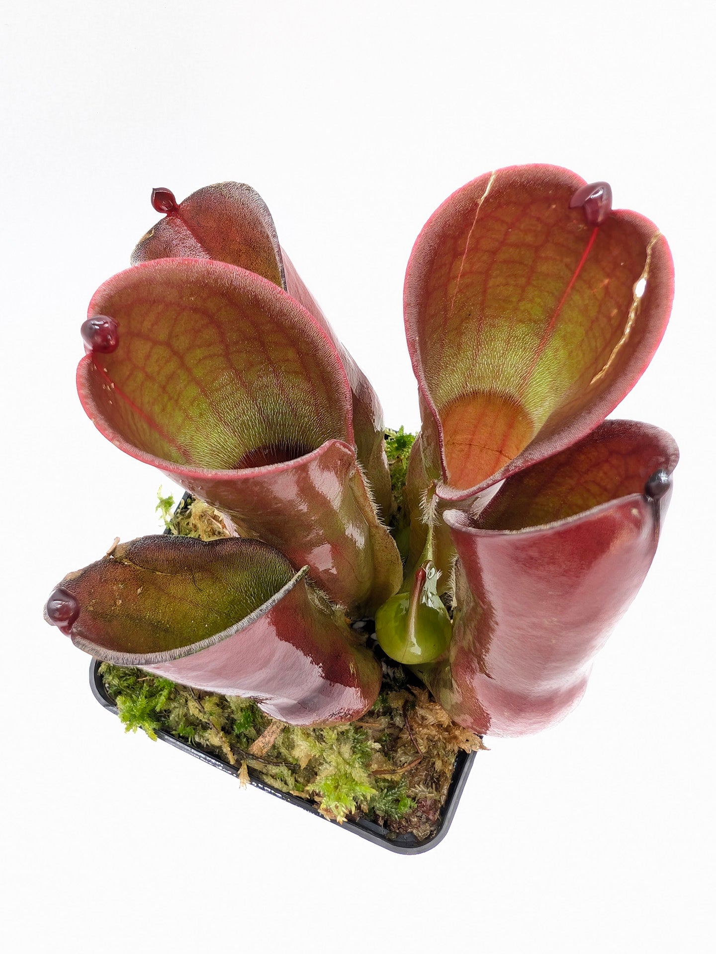 Heliamphora pulchella Amuri Tepui, Venezuela