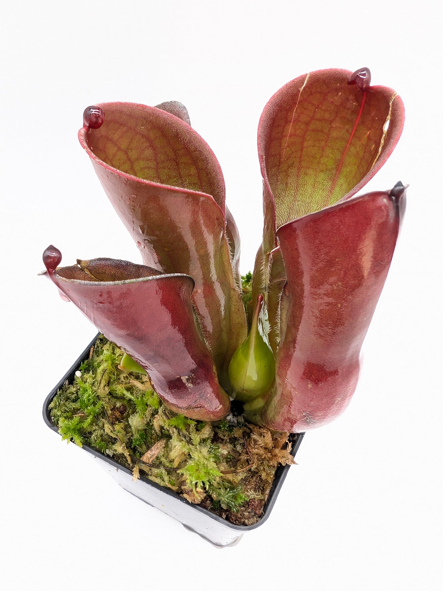 Heliamphora pulchella Amuri Tepui, Venezuela